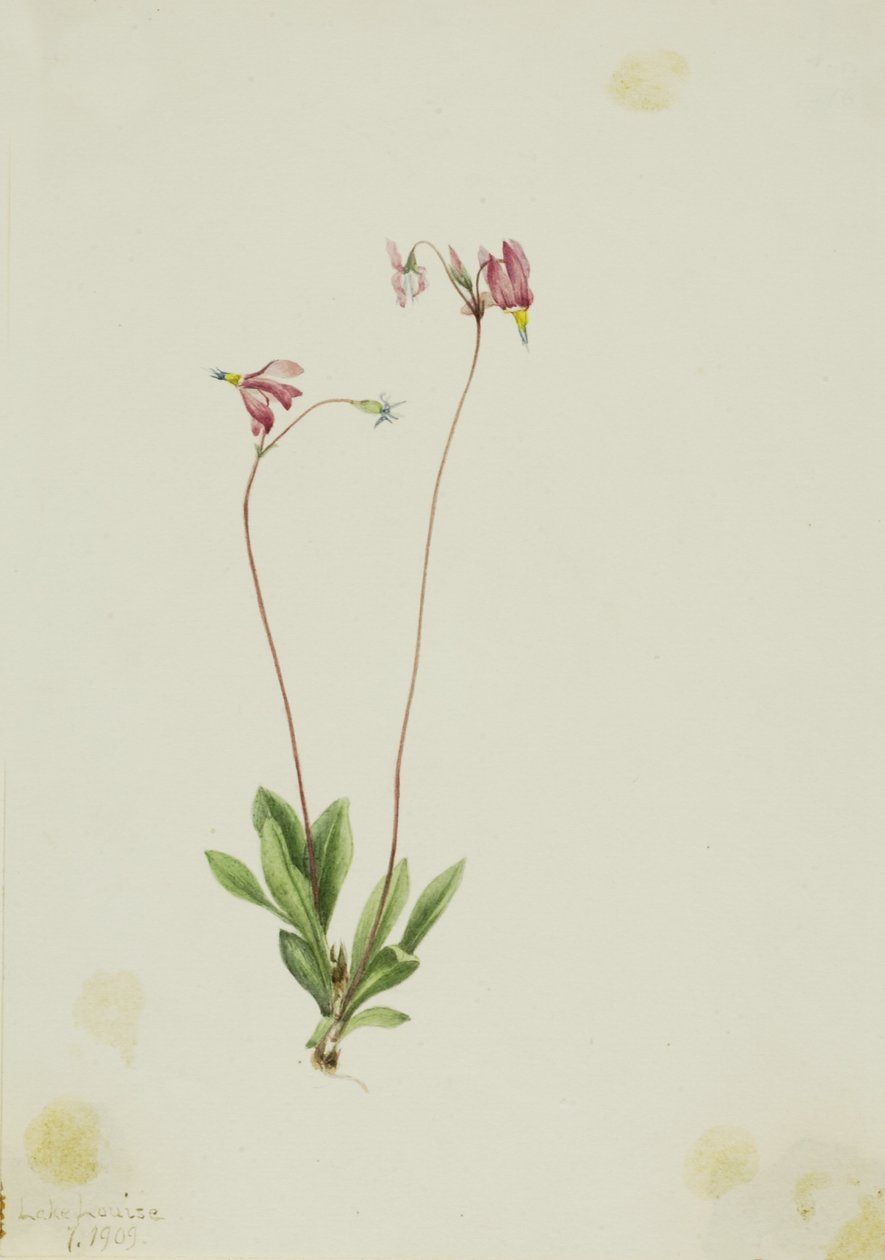 Slanke schietster (Dodecatheon pauciflorum) door Mary Vaux Walcott