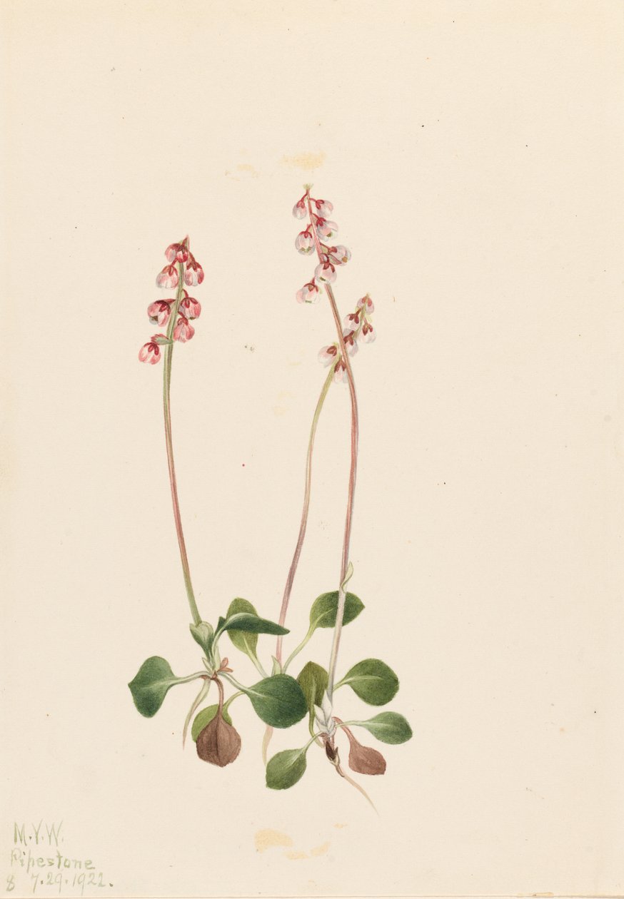 Kleine Pyrola (Pyrola minor) door Mary Vaux Walcott
