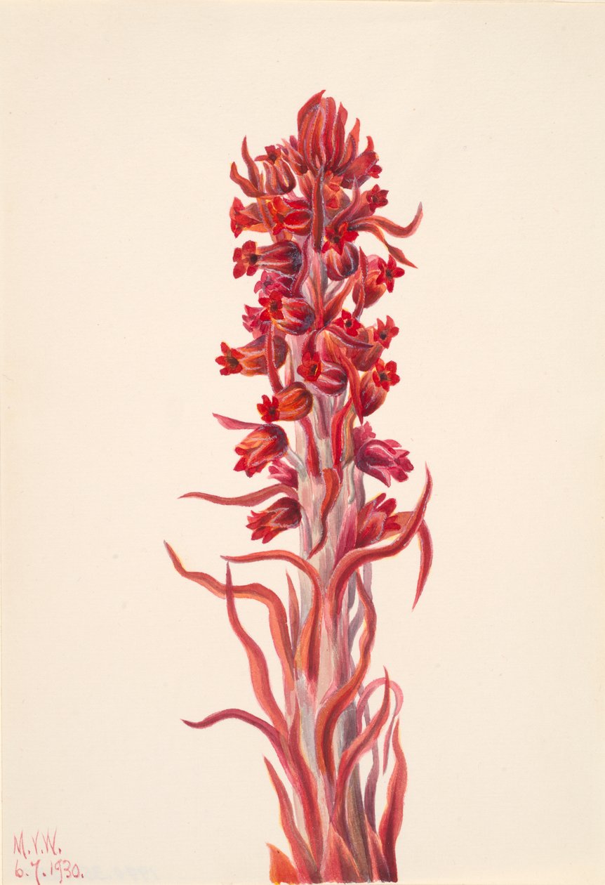 Sneeuwplant Sarcodes sanguinea door Mary Vaux Walcott