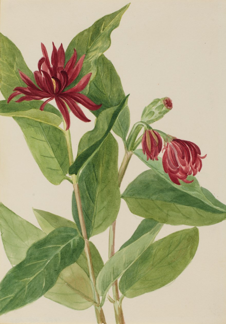 Specerijstruik Calycanthus occidentalis door Mary Vaux Walcott