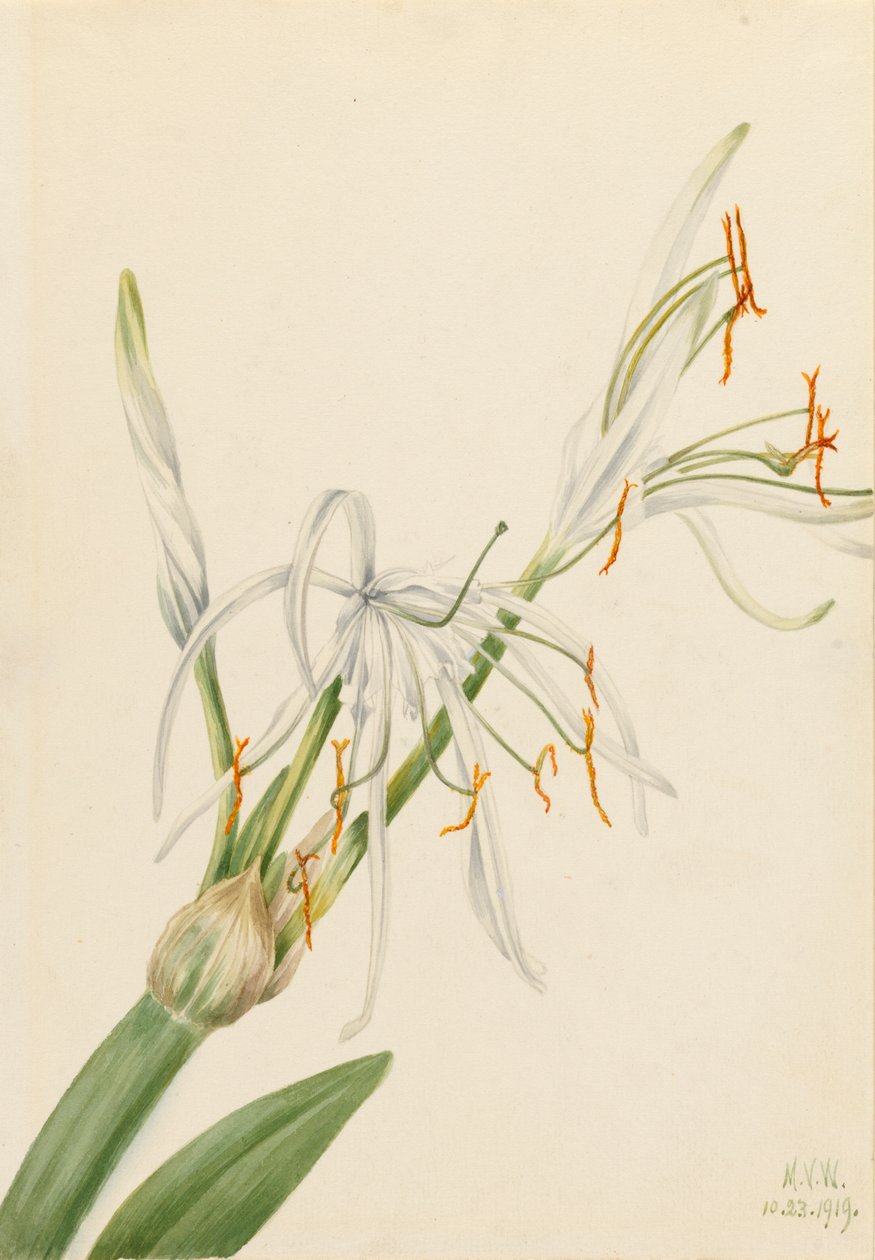 Spinlelie Hymenocallis rotata door Mary Vaux Walcott