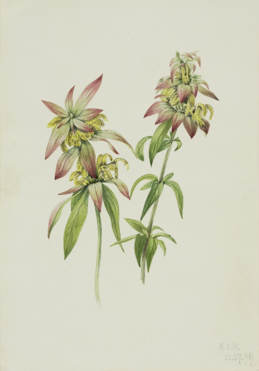 Gevlekte bijenbalsem Monarda punctata door Mary Vaux Walcott