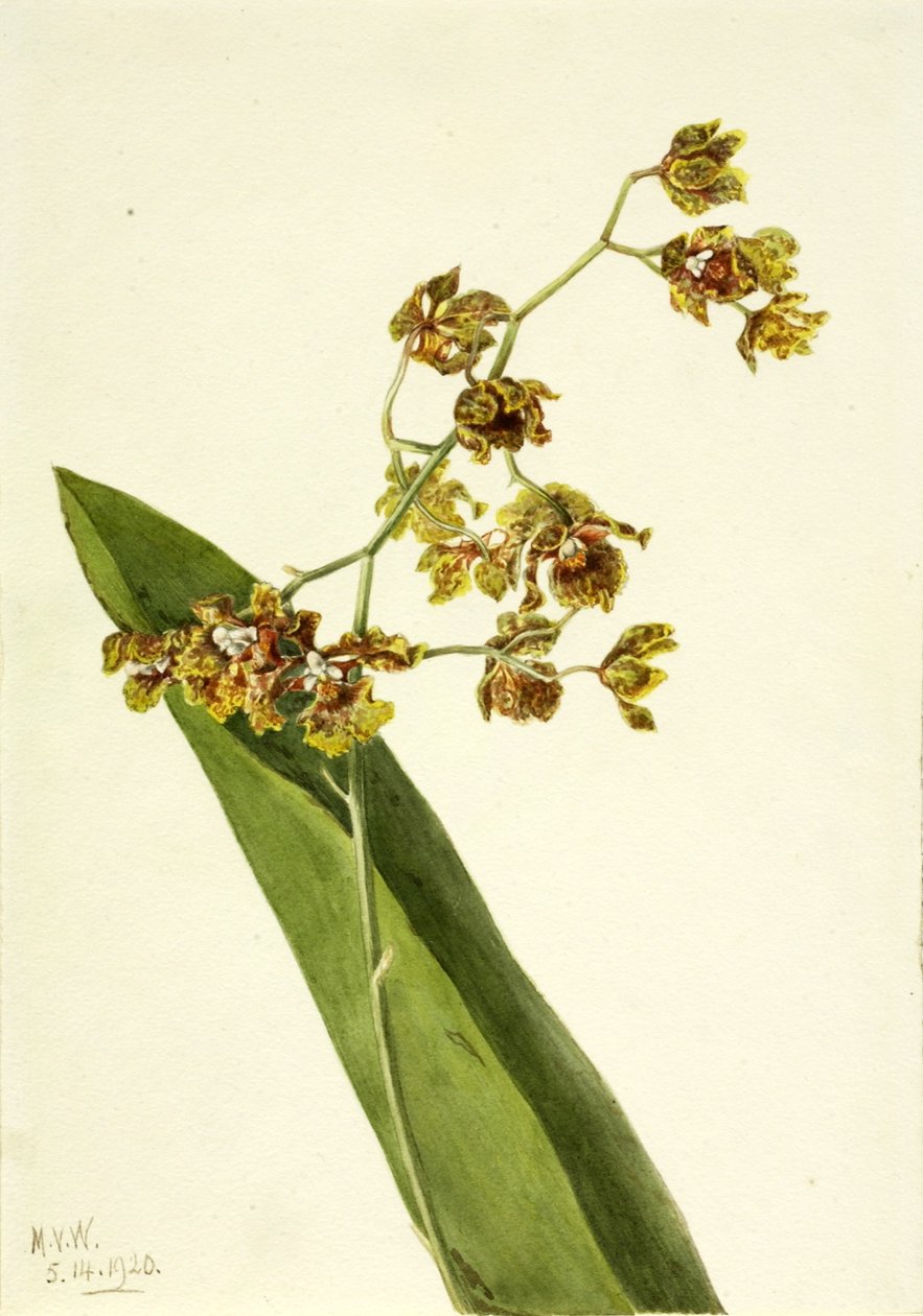 Gevlekt cyrtopodium (Cyrtopodium punctatum) door Mary Vaux Walcott