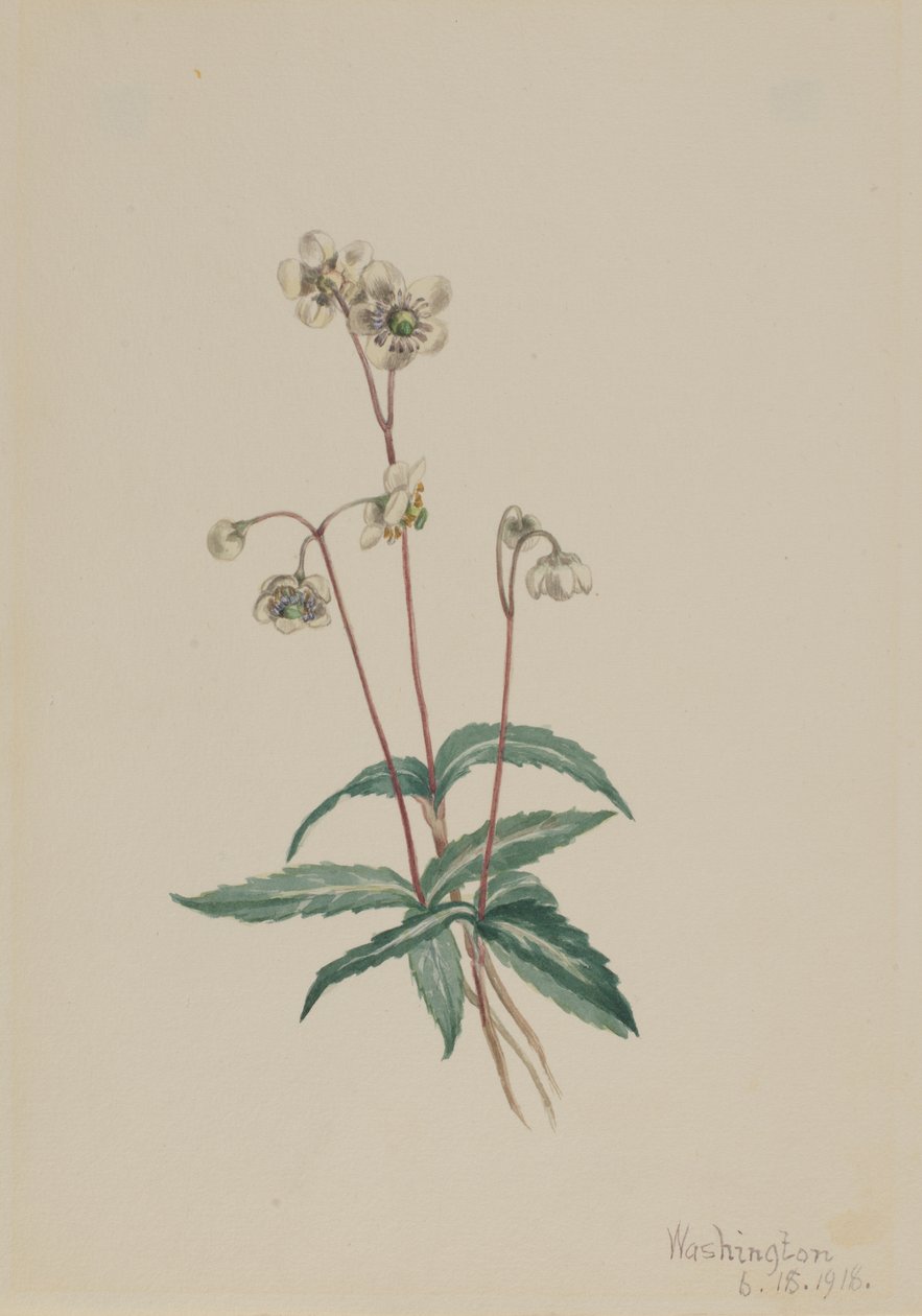 Gevlekte Pipsissewa Chimaphila maculata door Mary Vaux Walcott