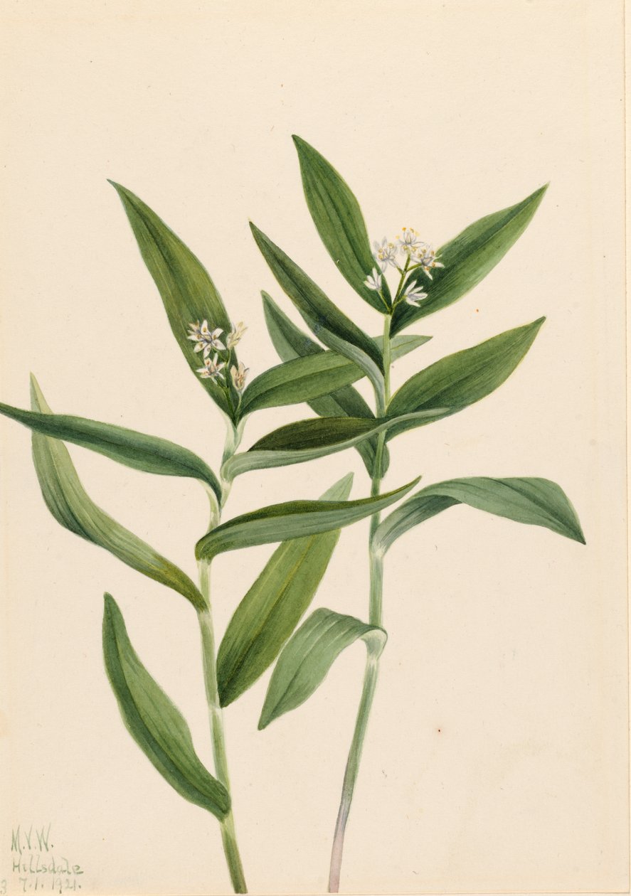 Ster Solomonplume Vagnera stellata door Mary Vaux Walcott