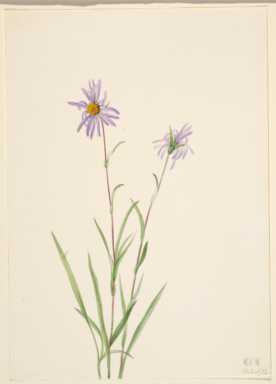 Moerasaster (Aster paludosus) door Mary Vaux Walcott