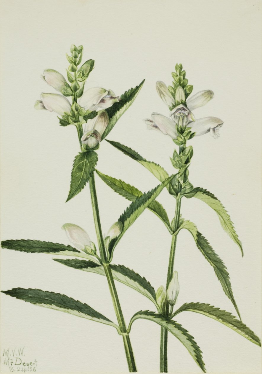 Schildpad (Chelone glabra) door Mary Vaux Walcott