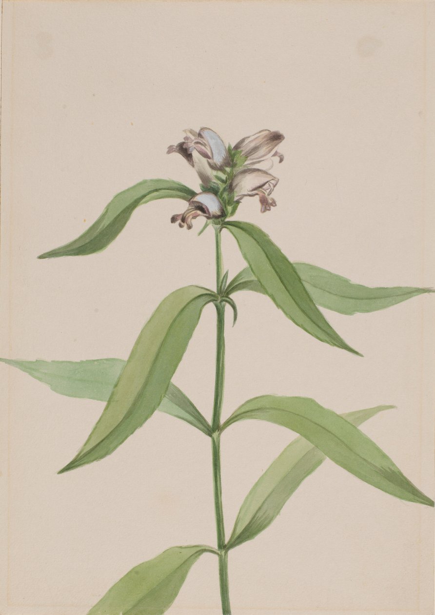 Schildpad (Chelone glabra) door Mary Vaux Walcott