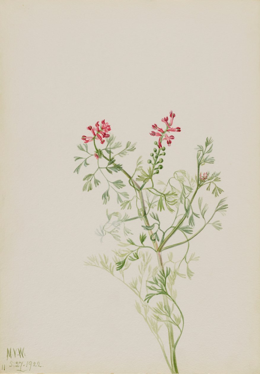 Zonder Titel--Plantenstudie, 1922 door Mary Vaux Walcott