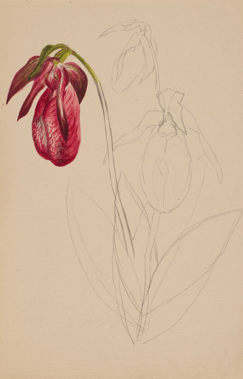 Zonder titel (onvoltooide schets) door Mary Vaux Walcott
