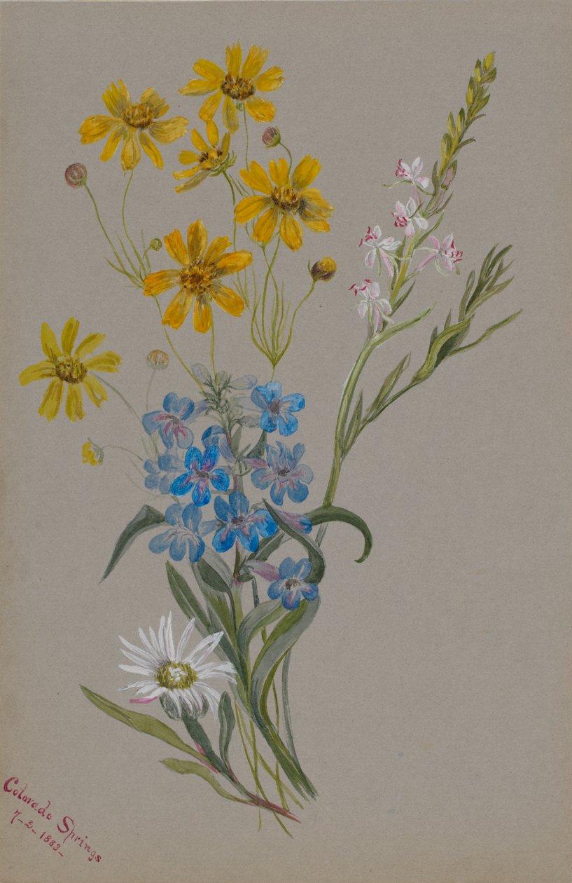 Zonder titel, groep bloemen, 1883 door Mary Vaux Walcott