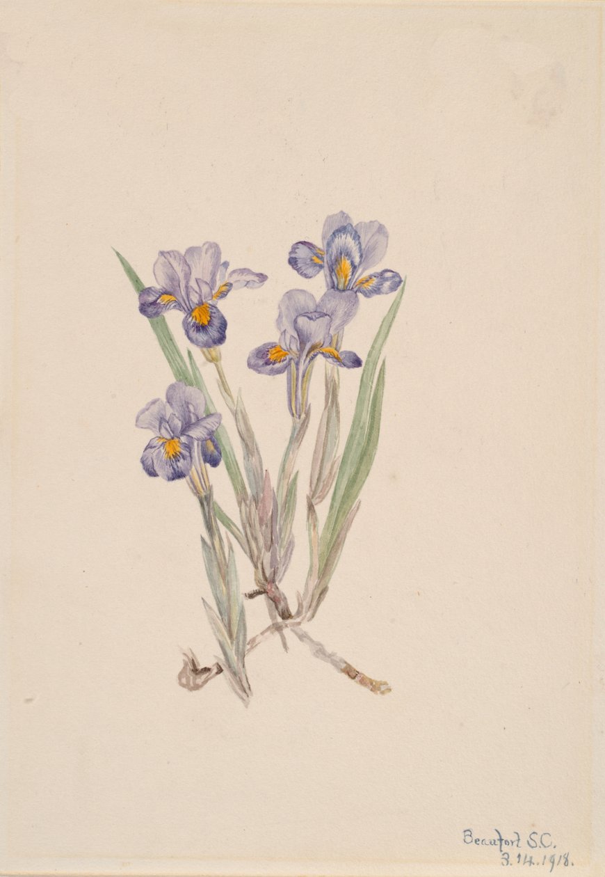 Voorjaarsiris Iris verna door Mary Vaux Walcott