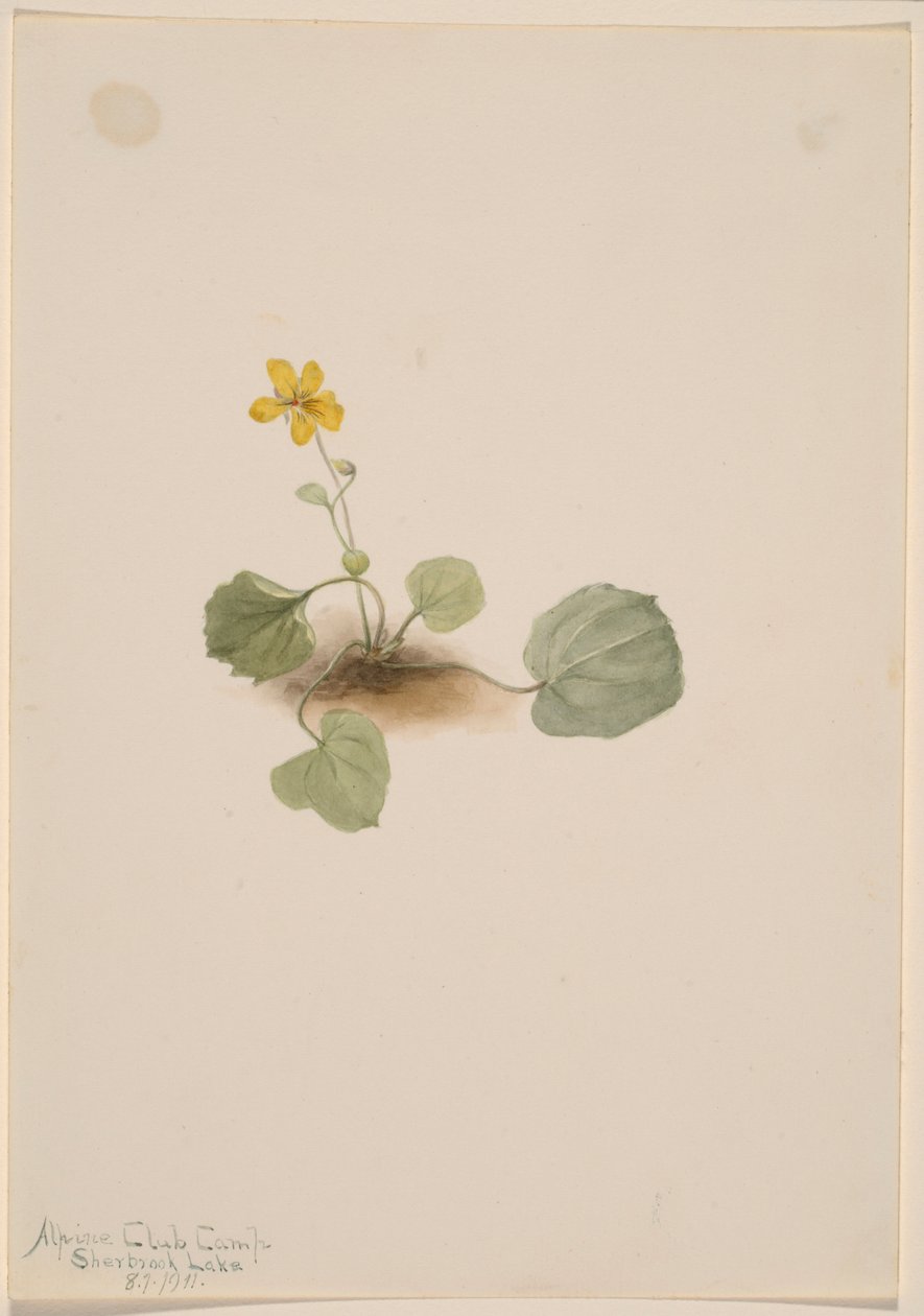 Viola orbiculata door Mary Vaux Walcott
