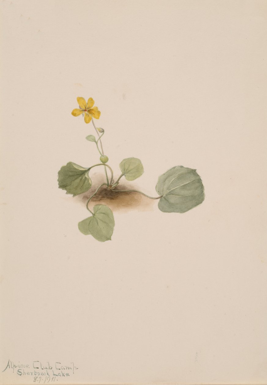 Viola orbiculata door Mary Vaux Walcott