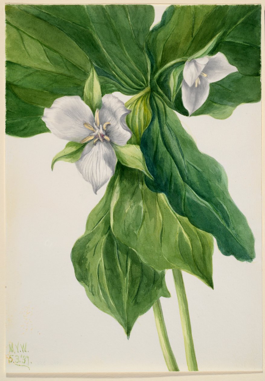 Wakker roodborstje (Trillium simile) door Mary Vaux Walcott