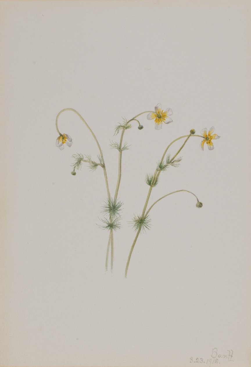 Moeraswolf (Batrachium trichophyllum) door Mary Vaux Walcott