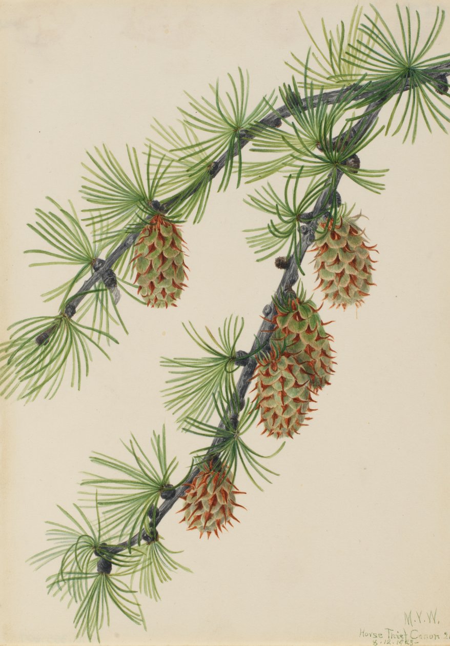 Westelijke lariks (Larix occidentalis) door Mary Vaux Walcott