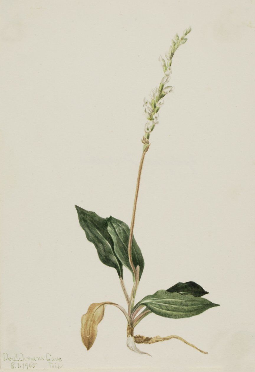 Westelijke ratelslang weegbree (Peranium decipiens) door Mary Vaux Walcott