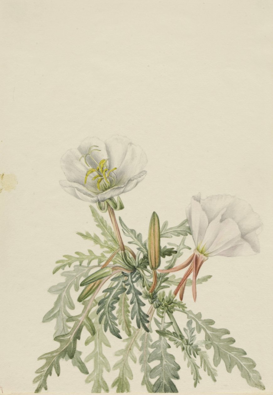 Witte dageroos Pachyloplus marginatus, n.d. door Mary Vaux Walcott