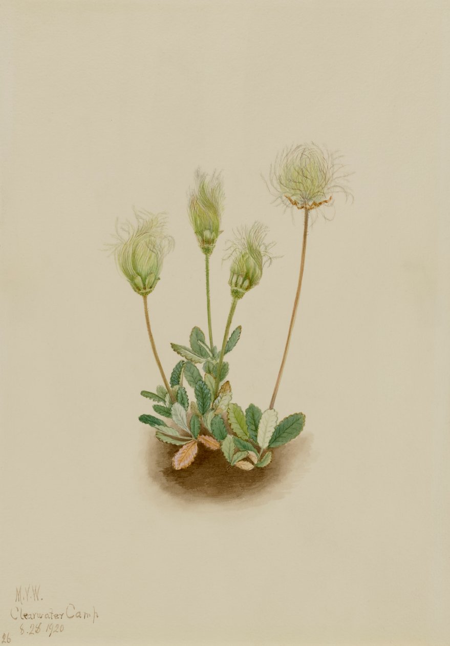Witte Dryade Dryas octopetala door Mary Vaux Walcott