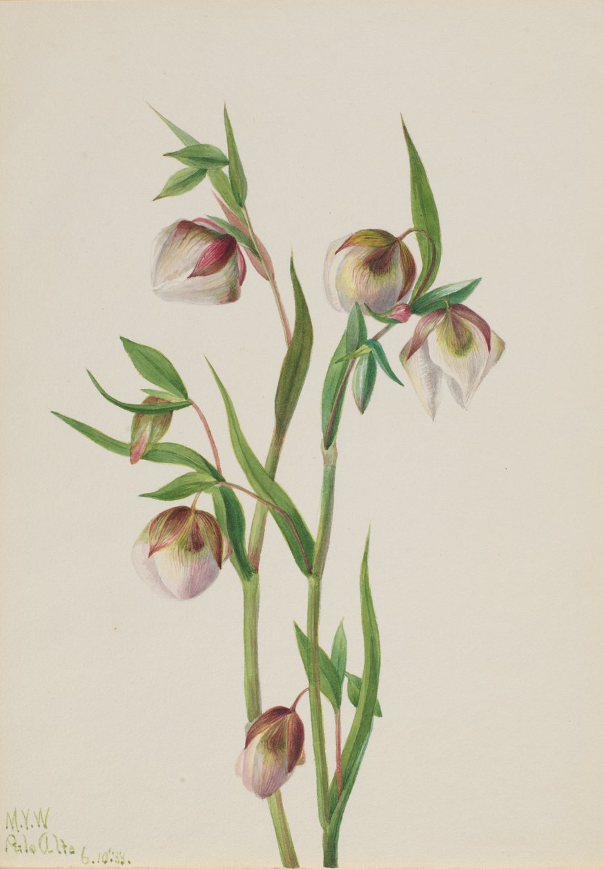Witte feeënlantaarn (Calochortus albus) door Mary Vaux Walcott
