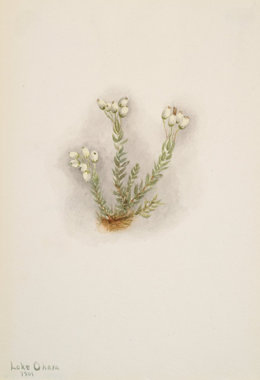 Witte Heide Phyllodoce grandiflora, 1901 door Mary Vaux Walcott