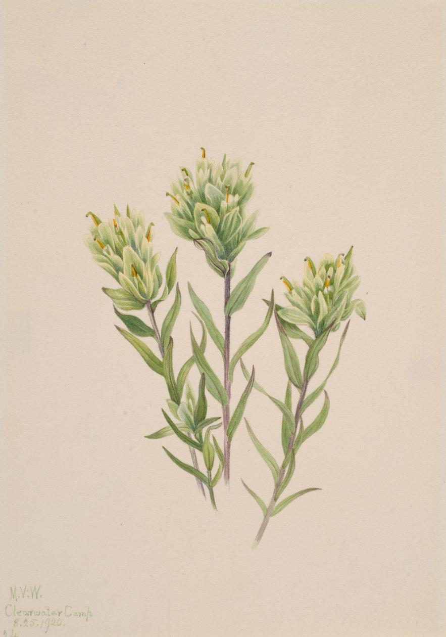 Witte Indiase penseel Castilleja occidentalis door Mary Vaux Walcott