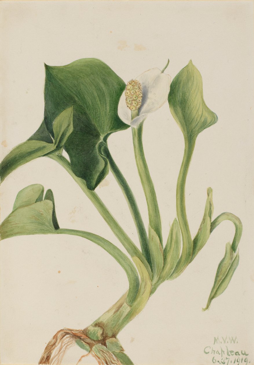 Wilde Calla (Calla palustris) door Mary Vaux Walcott