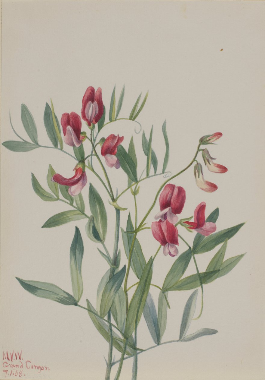 Wilde erwt Lathyrus decaphyllus, 1938 door Mary Vaux Walcott