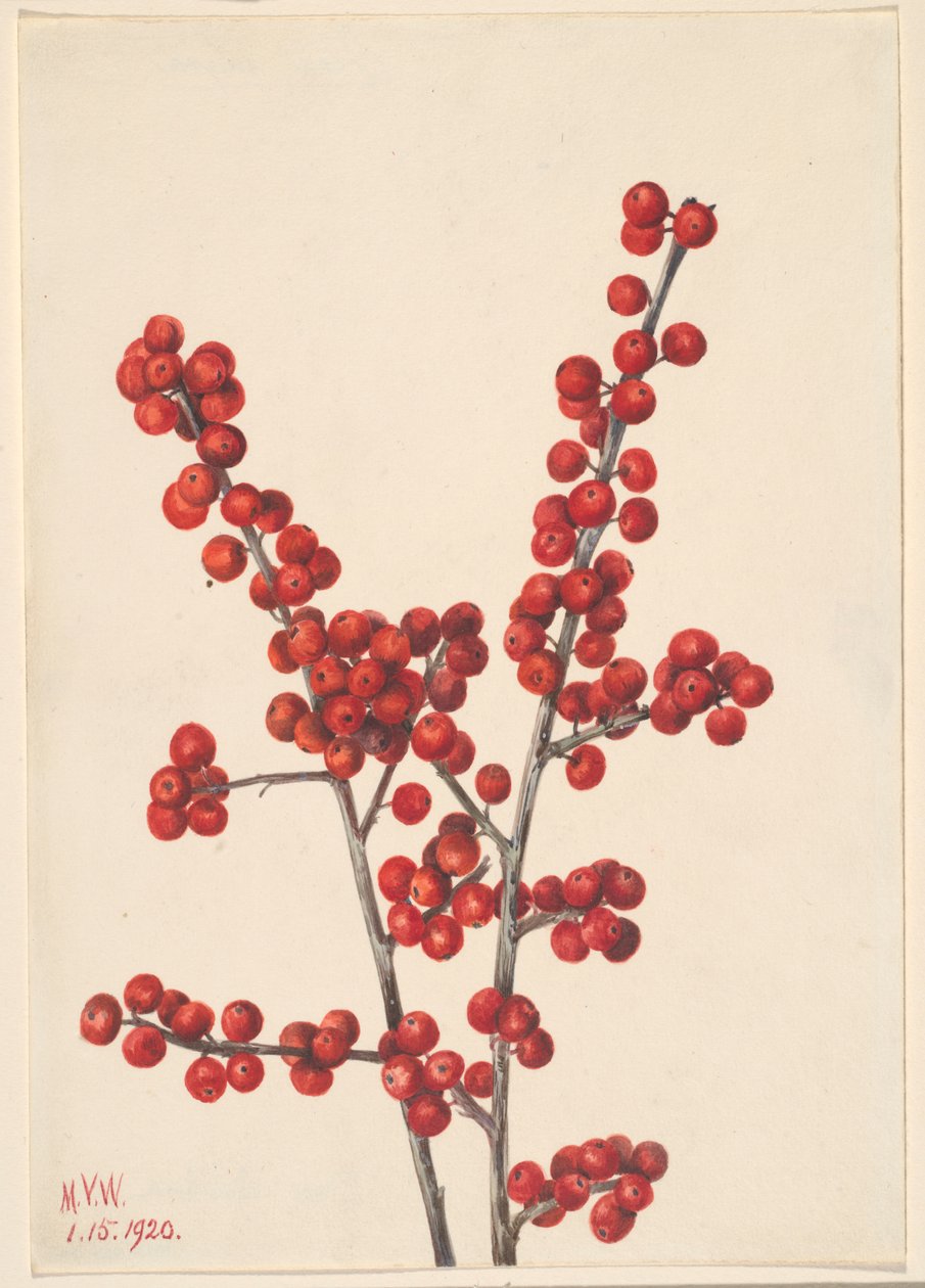 Winterbes (Ilex verticillata) door Mary Vaux Walcott