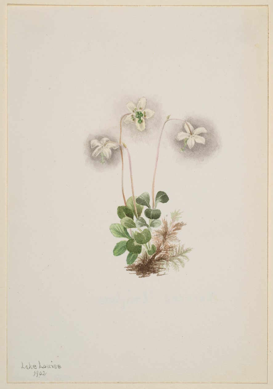 Bosnimf (Moneses uniflora) door Mary Vaux Walcott