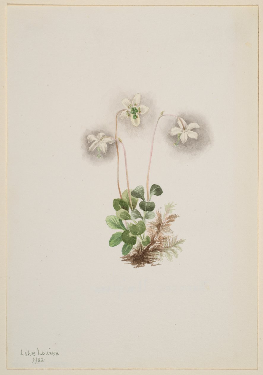 Bosnimf Moneses uniflora, 1902 door Mary Vaux Walcott