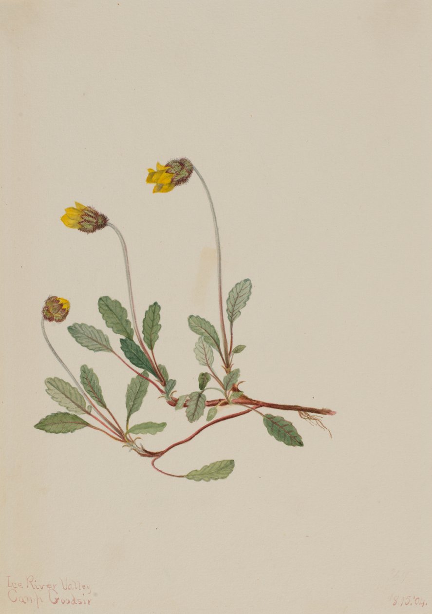 Gele Dryade (Dryas drummondii) door Mary Vaux Walcott