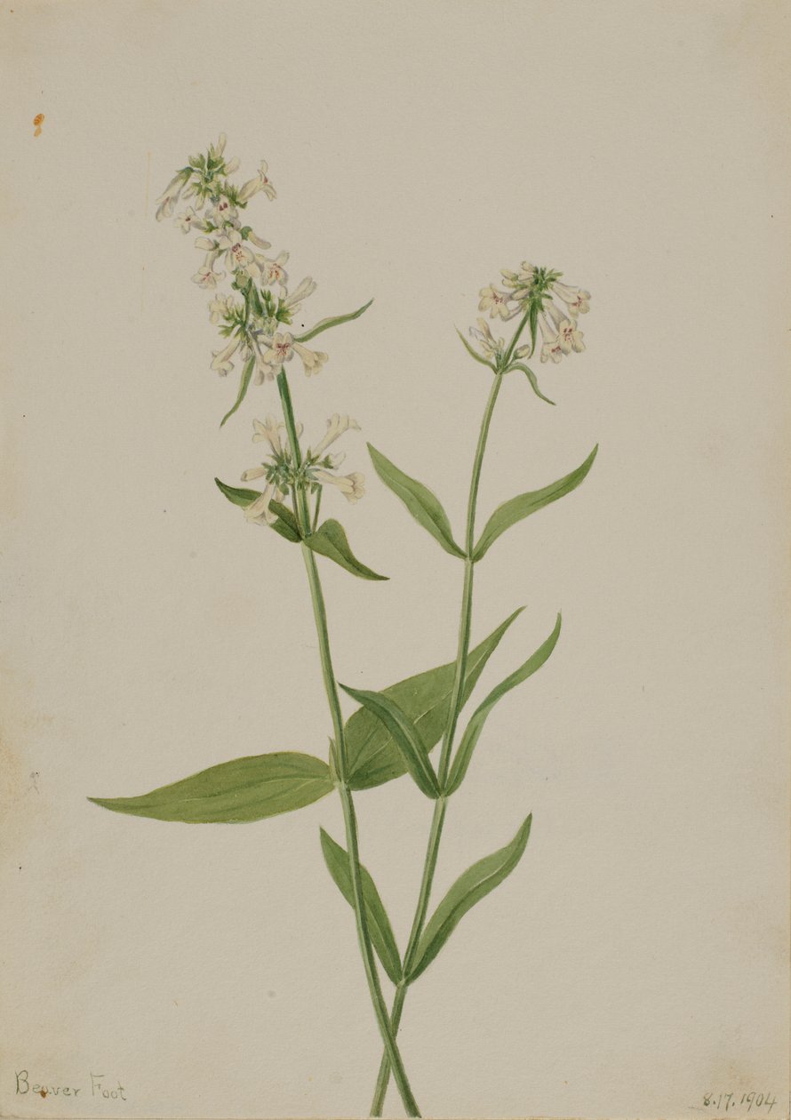 Yellow Pentstemon (Pentstemon confertus) door Mary Vaux Walcott