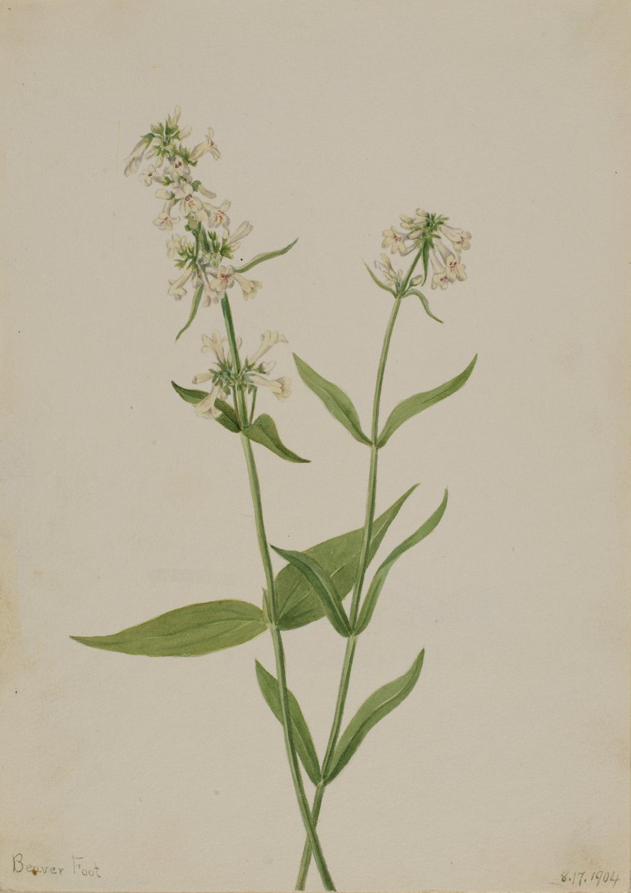 Gele Pentstemon Pentstemon confertus door Mary Vaux Walcott