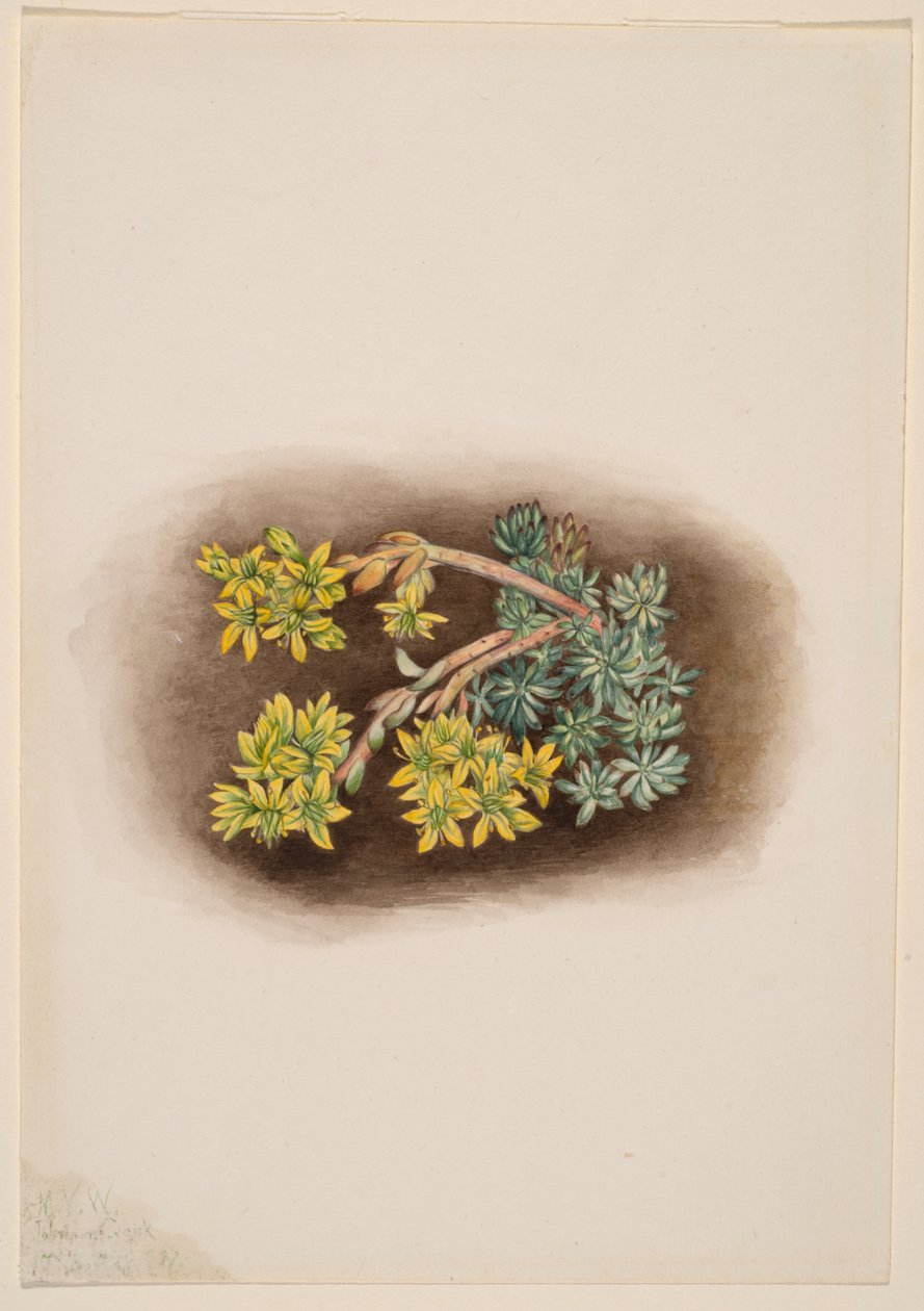 Geel vetkruid (Sedum stenopetalum) door Mary Vaux Walcott