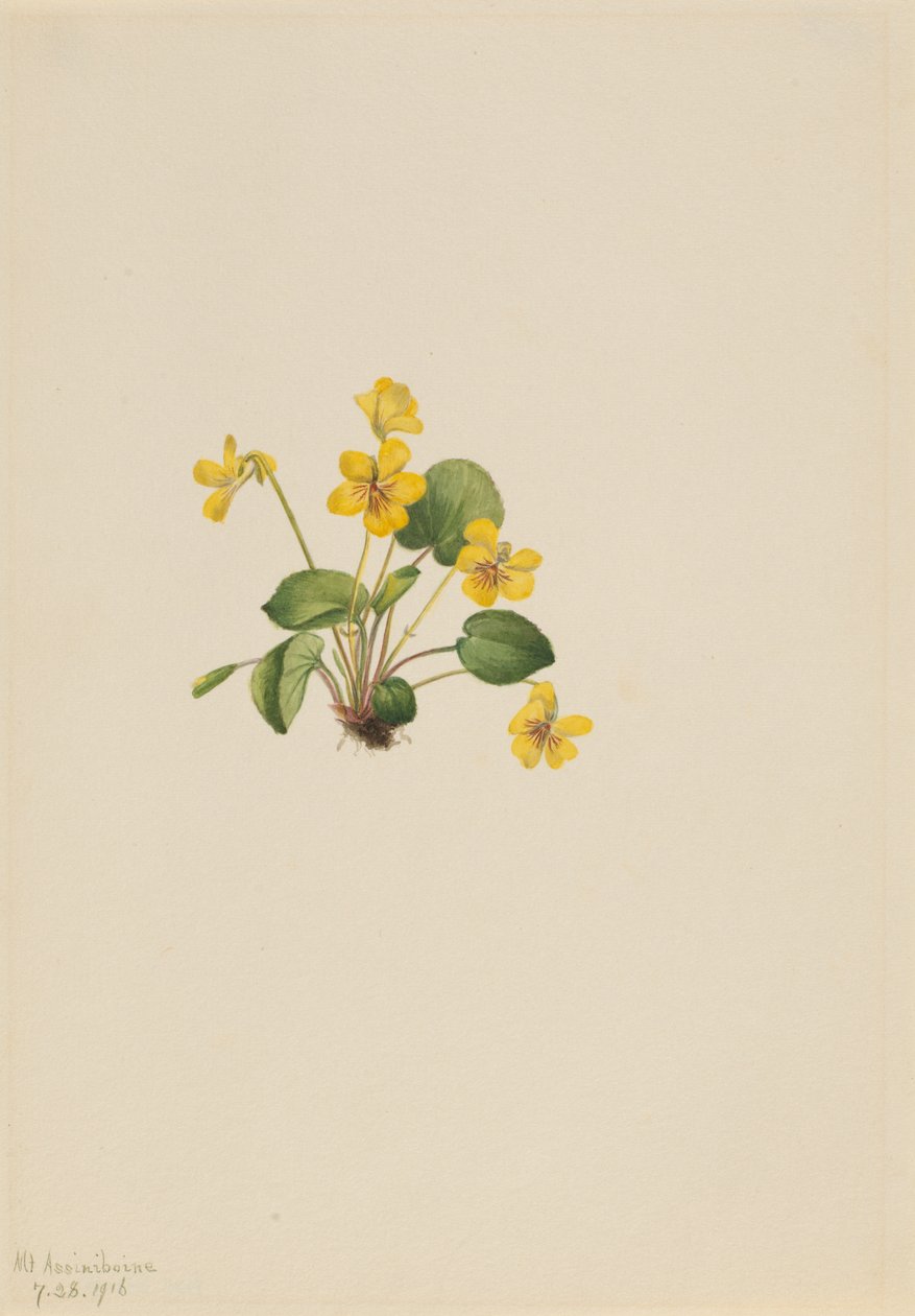 Gele Viooltje Viola orbiculata, 1916 door Mary Vaux Walcott