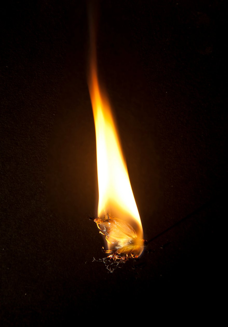 Brandende vlinder 3, 2013 (Lambda print) door Mat Collishaw
