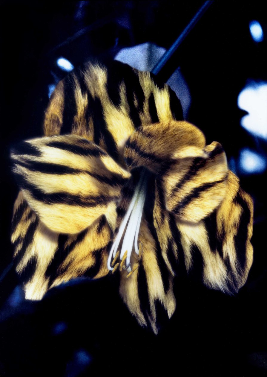 Tijgerlelie door Mat Collishaw
