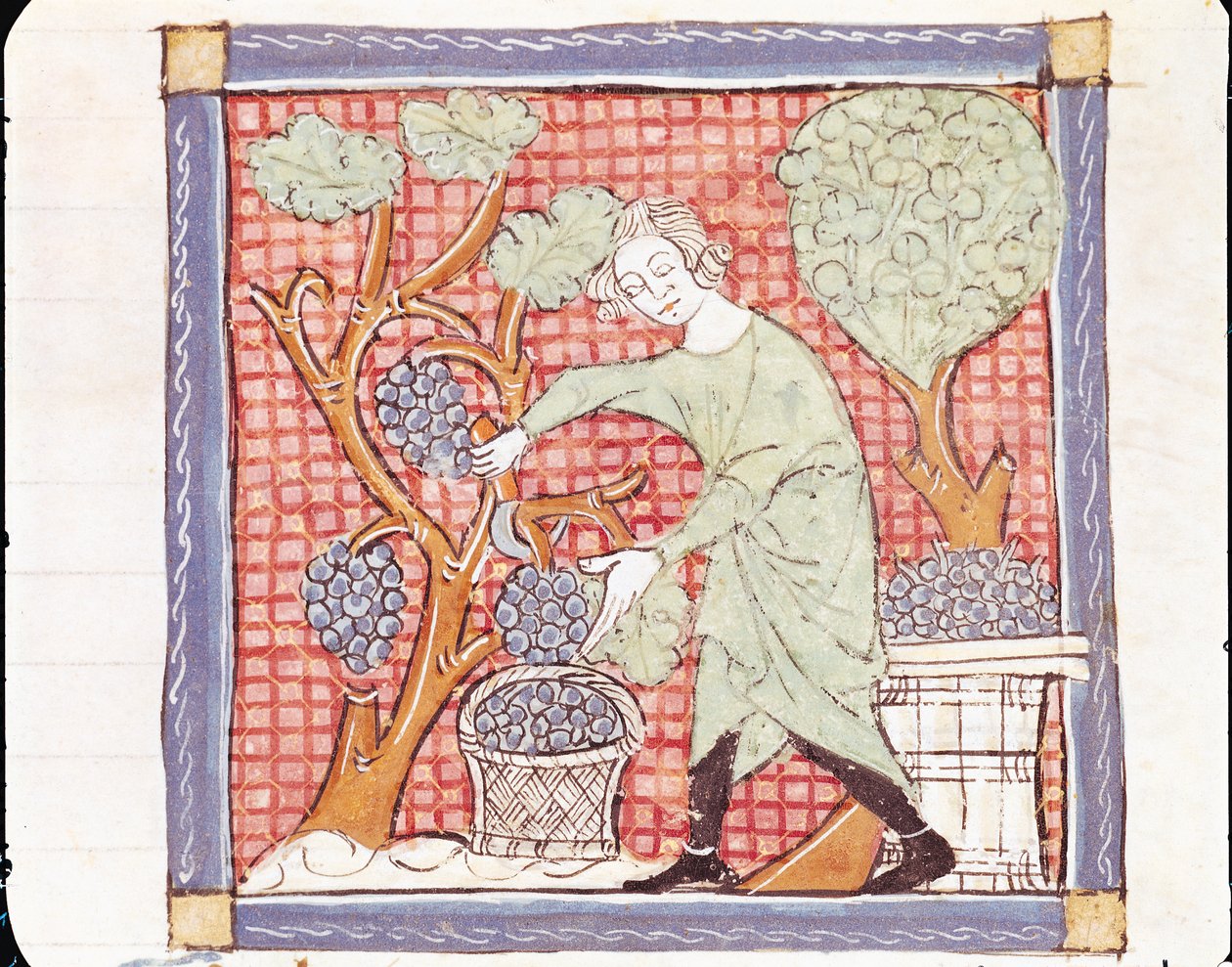 Fol.59r September: De Oogst door Matfre Ermengaut