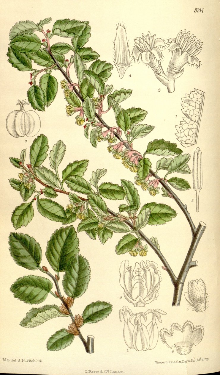 Nothofagus antarctica door J.N. Fitch