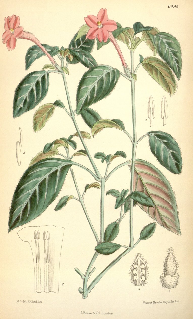 Ruellia portellae door Matilda Smith