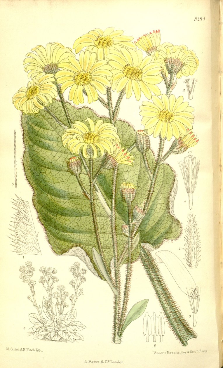 Senecio saxifragoides door Matilda Smith