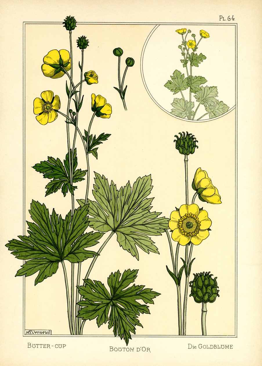De boterbloem door Maurice Pillard Verneuil