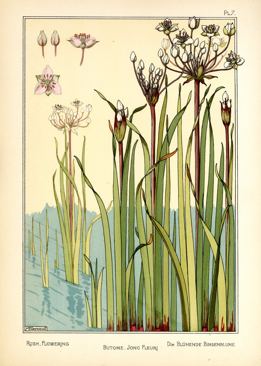 De bloeiende riet door Maurice Pillard Verneuil