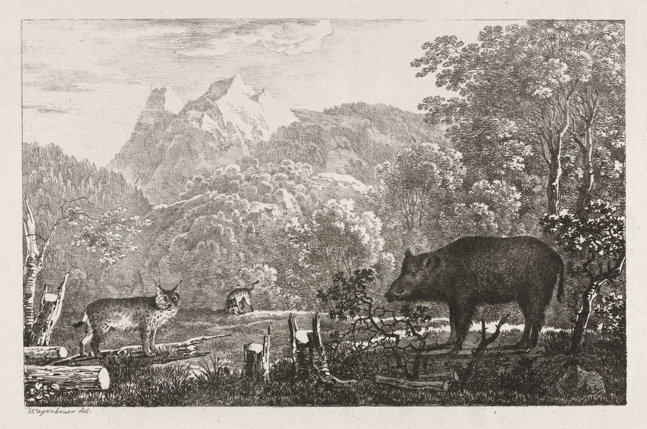 Wild Zwijn, Wilde Kat en Lynx door Maximilian Josef Wagenbauer