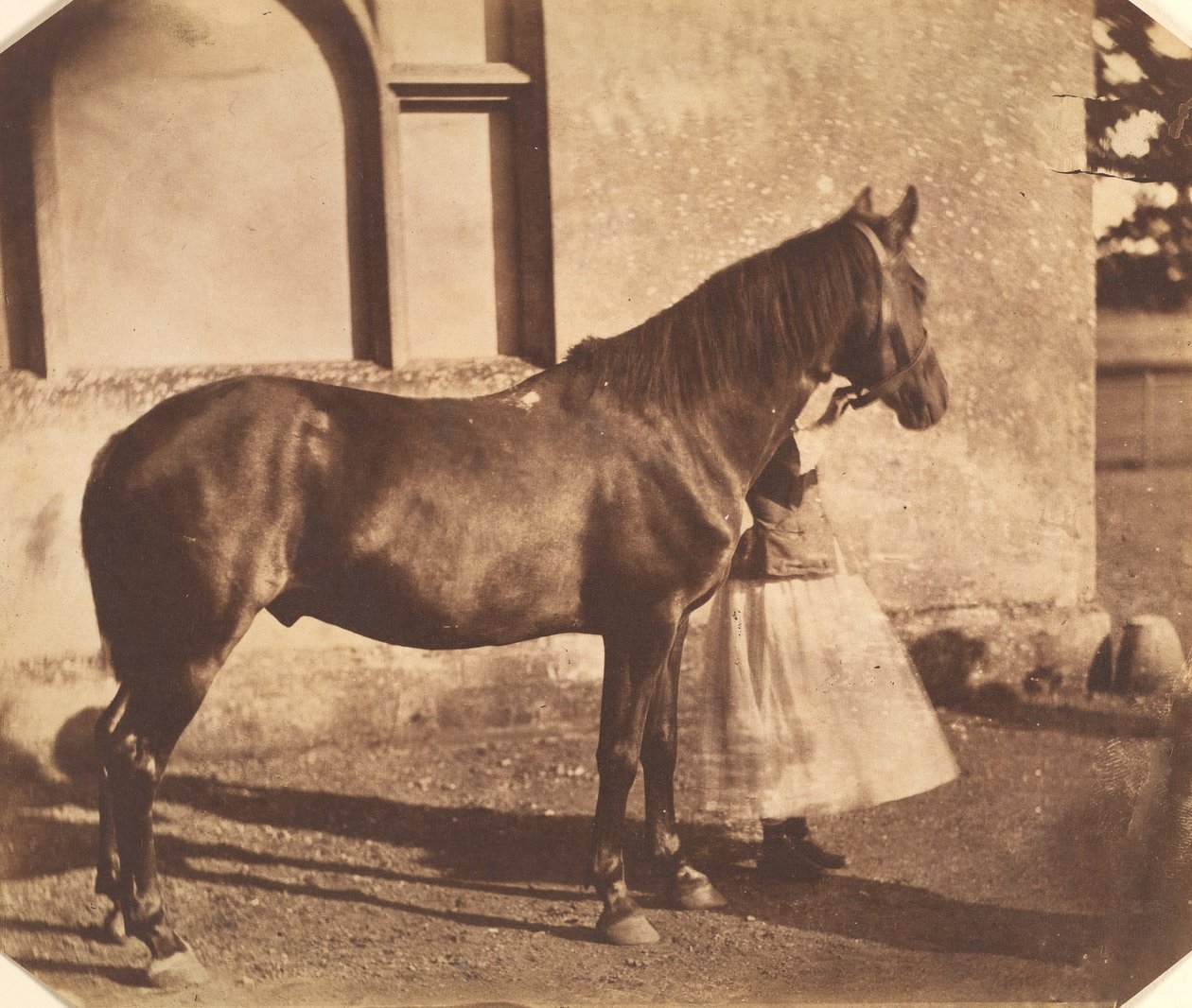 Sultan, midden 1850s door Mervyn Herbert Nevil Story Maskelyne