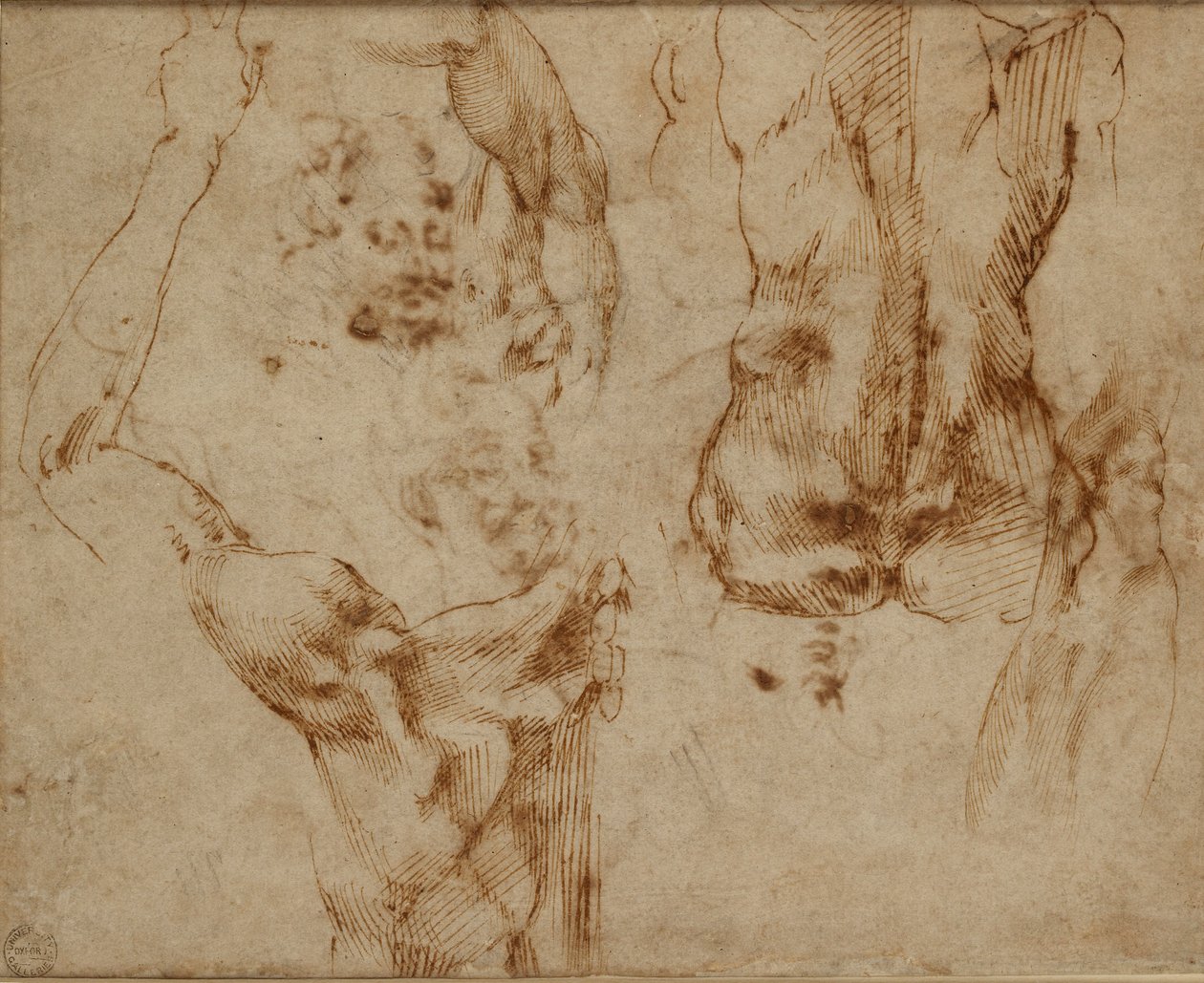 Naaktstudies, ca. 1490-1560 door Michelangelo Buonarroti