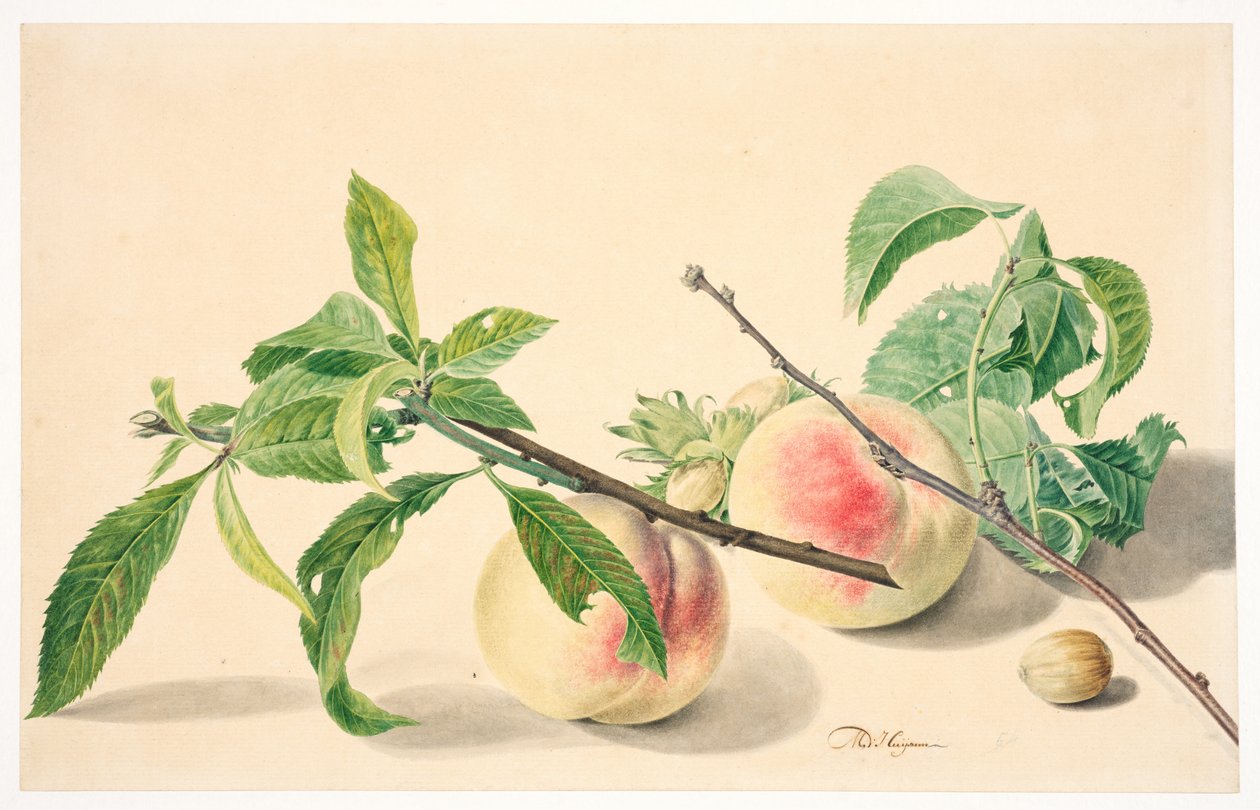 Stilleven met perziken en hazelnoten door Michiel Van Huysum