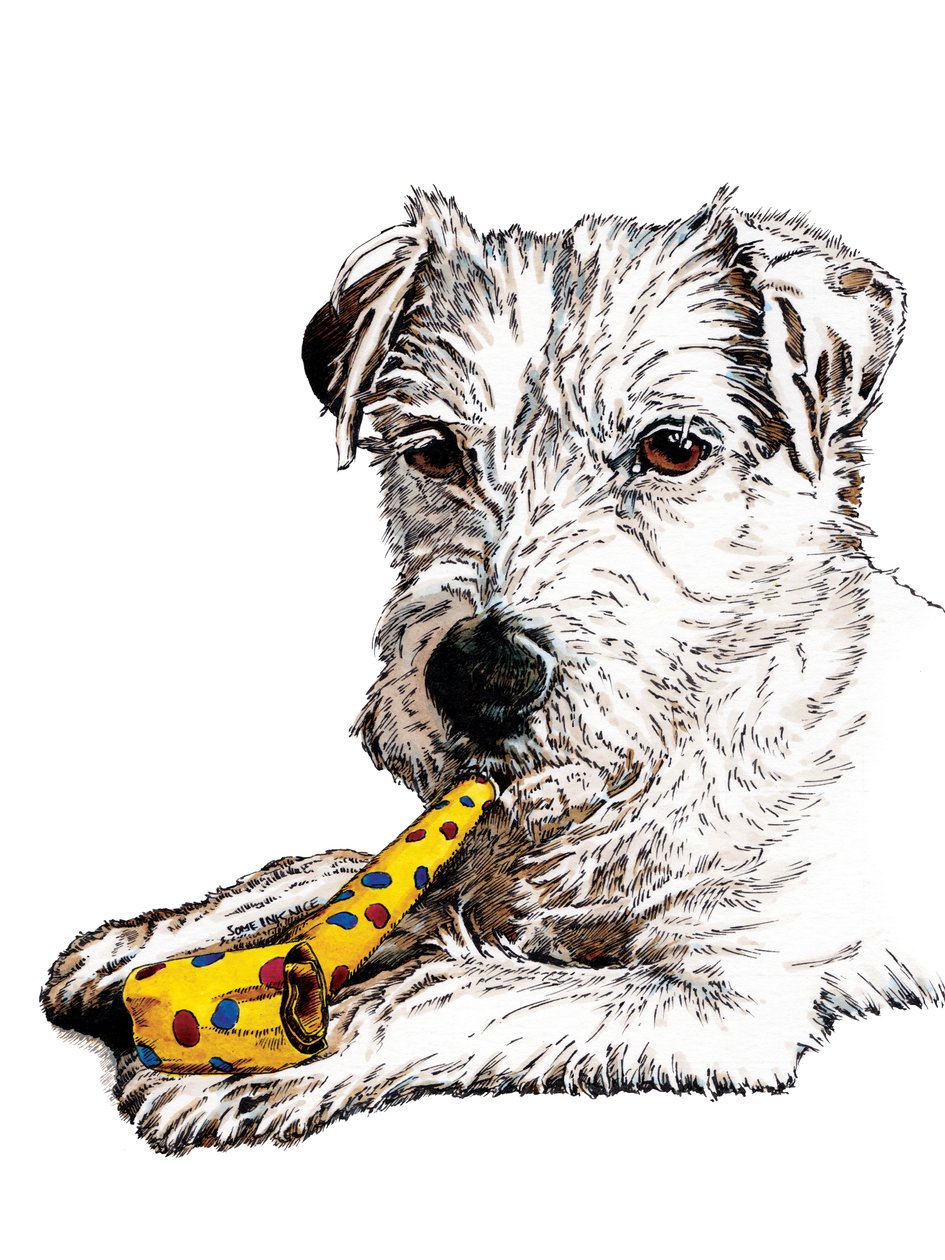 Verjaardag Parson Hond op Wit, 2020 door Mike Davis